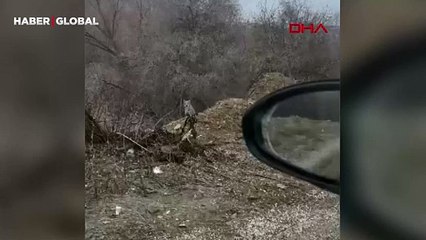 "Ormanın hayaleti" güpegündüz Malatya'da görüldü