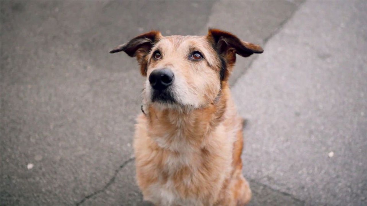 Hundschuldig Trailer OmeU