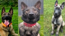 Abandonnés dans de tristes conditions lorsqu'ils étaient chiots, ils deviennent officiellement chiens policiers