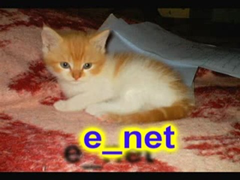 Video Apprendre la prière - priere, islam, coran, quran, muh