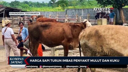 Harga Sapi Turun Imbas Penyakit Mulut dan Kuku