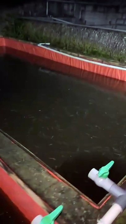 Contoh kolam SEGMEN PENDEDERAN lele, Terpal semi Beton Uk 2x4 meter