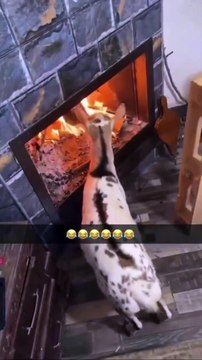 😂 Goats love to warm themselves by an open fire, as it helps them get rid of parasites and ticks