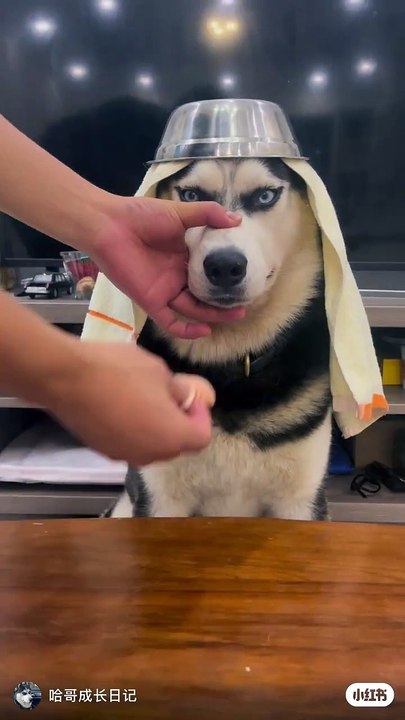 Funny Dog video