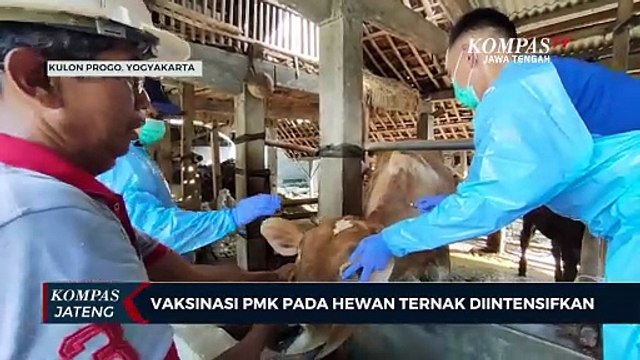 Vaksinasi Penyakit Mulut dan Kuku (PMK) Pada Hewan Ternak Diintensifkan