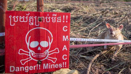 Ausgebildete RATTEN „retten jeden Tag Leben“" – sie erschnüffeln versteckte Landminen