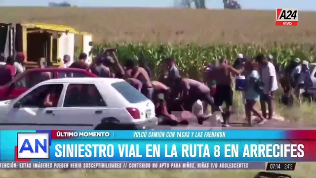 Tragedia en Ruta 8: volcó un camión y desató una caótica faena masiva de vacas