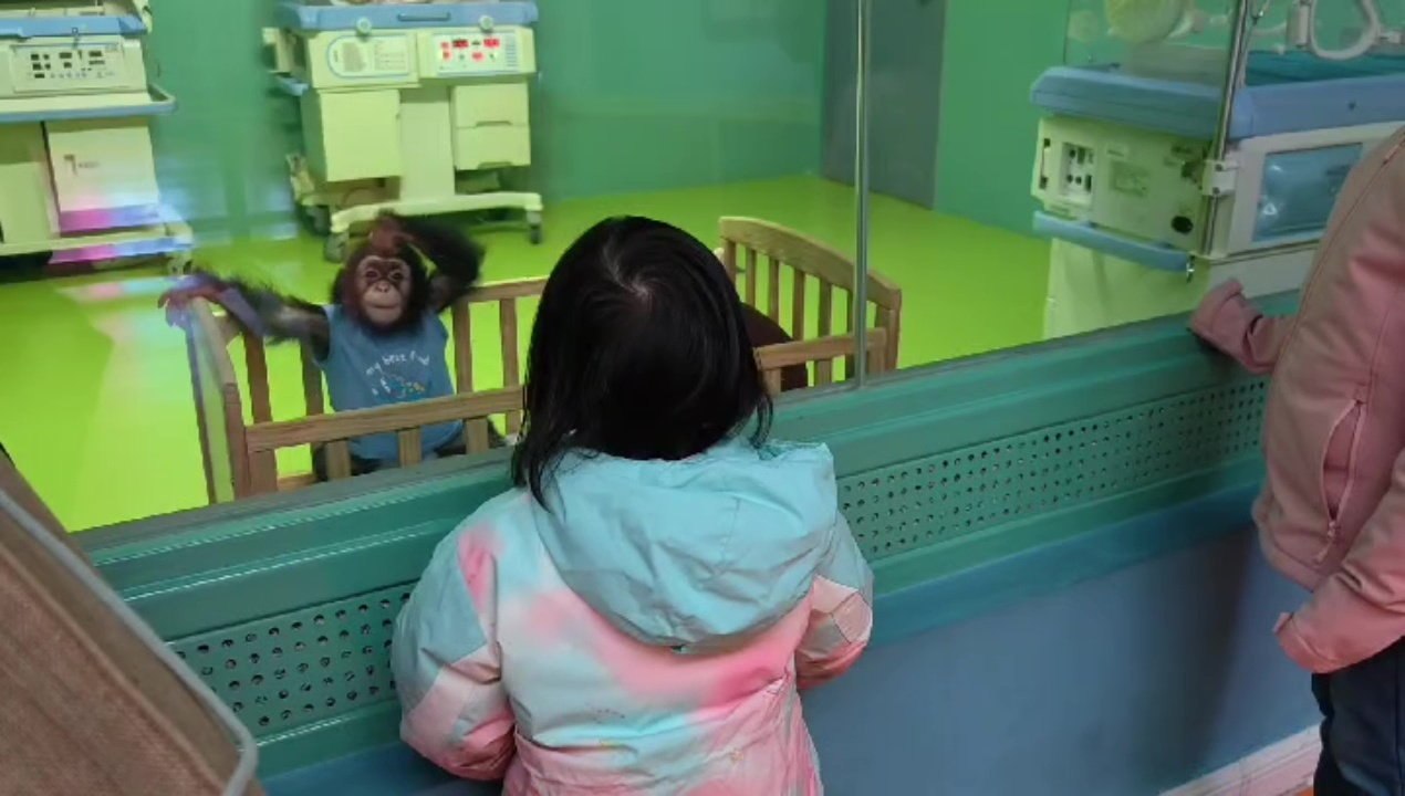 Kleines Mädchen spielt mit einem Schimpansenbaby