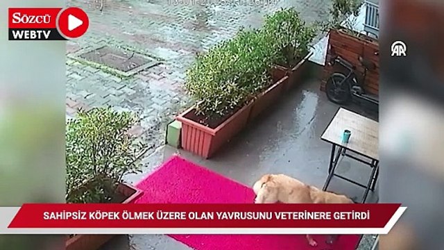 İstanbul'da sahipsiz köpek ölmek üzere olan yavrusunu veterinere getirdi