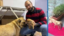 İstanbul'da bir köpek ölmek üzere olan yavrusunu veterinere getirdi