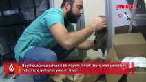 İstanbul'da sahipsiz köpek ölmek üzere olan yavrusunu veterinere getirdi!