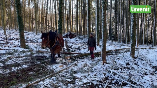 Il débarde les grumes en forêts avec sa jument Belle