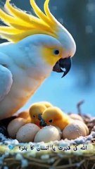 Har Aik Ko Surah Rahman Se Fayda Milta Hai 07 #SurahRahman #Fayda #Blessings