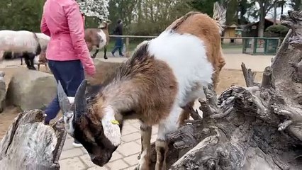 funny movement and lole animals