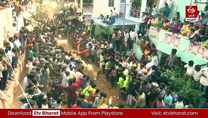 రంగంపేటలో ఘనంగా పశువుల పండగ