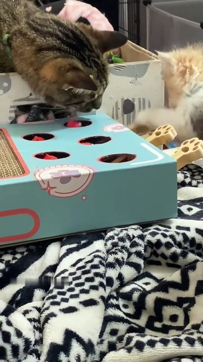 Funny animals #funny cats