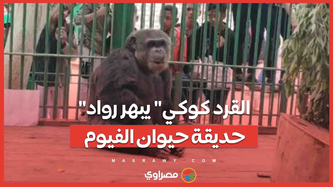 حركات بهلوانية وقبلات للزائرين.. "القرد كوكي" يبهر رواد حديقة حيوان الفيوم...