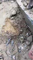 गौशाला का घटिया निर्माण कार्य देख भड़के विधायक, कहा चलेगा बुल्डोजर