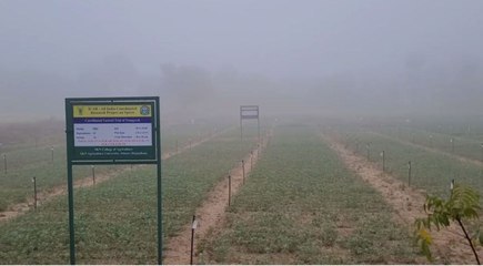 कोहरे में लिपटी रही सुबह, जोबनेर 7.5 डिग्री