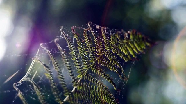 Custom Chocolate Bars & Mushroom Treats: Snacks with Purpose