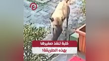 كلبة تنقذ صغيرها بهذه الطريقة!