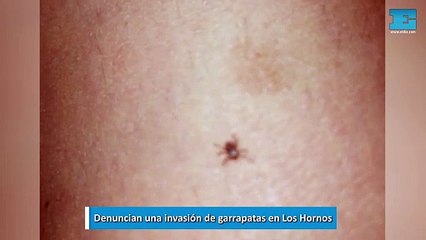 Denuncian una invasión de garrapatas en Los Hornos