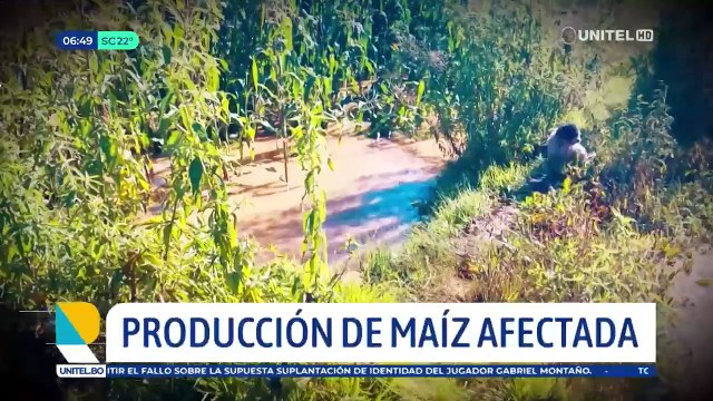 Cultivos de maíz, alfalfa y papa están inundados a causa de las lluvias