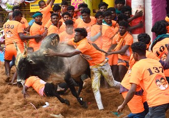 जल्लीकट्टू का रोमांच: जोशीले बैलों को काबू करने में खिलाड़ियों ने दिखाया पराक्रम... देखें वीडियो