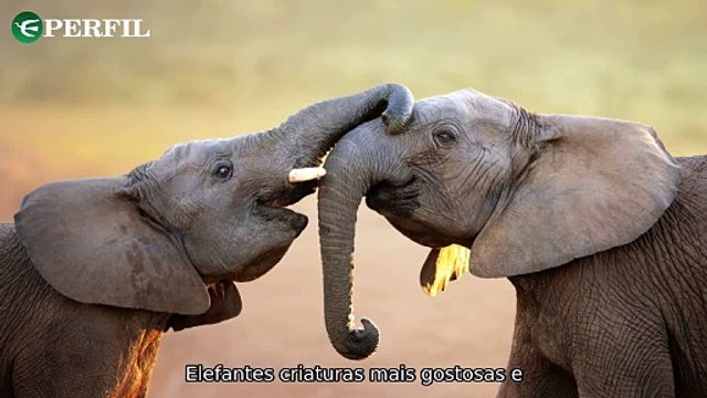 Descubra as novidades: Elefantes gigantes, carros revolucionários e oportunidades na carreira militar!
