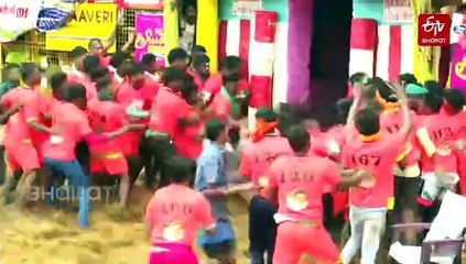 Madurai: Palamedu Jallikattu Enthrals Audiences From Far And Wide