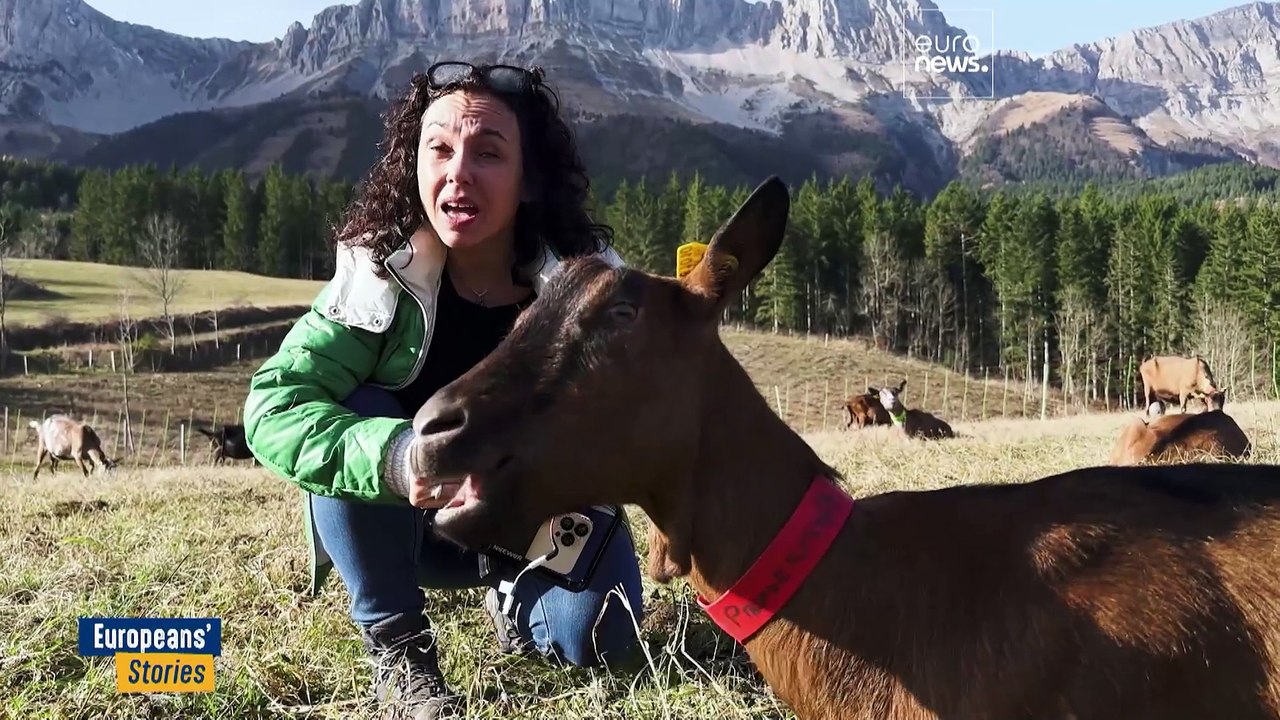 Wolfsschutz in Europa reduziert. Wer ist jetzt an der Reihe?