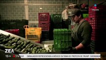 Super Bowl 2025: México prepara cargamento aguacate para exportar a Estados Unidos