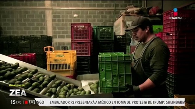 Super Bowl 2025: México prepara cargamento aguacate para exportar a Estados Unidos