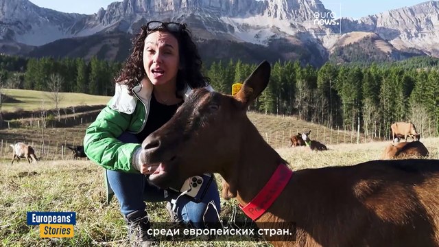 Охрана волков в Европе снижена. Чья теперь очередь?