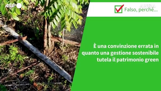 ANSA VERIFIED - E' vero che il taglio degli alberi fa male ai boschi?