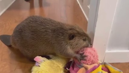 Un castor que no se crio en un río demuestra que el instinto supera las barreras