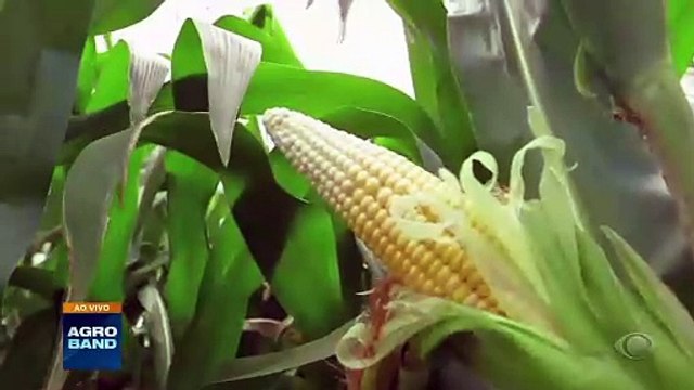 Giro Brasil: safra recorde, exportações de carne de peru e pistache