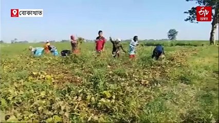 কৃষি মন্ত্ৰীৰ সমষ্টিতে হতাশত ভুগিছে কৃষকে