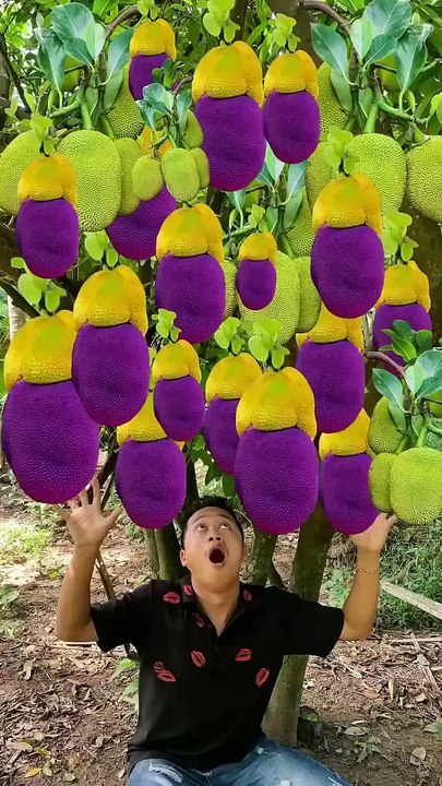Growthing jackfruit get lots of fruits