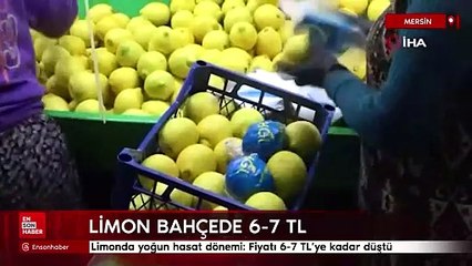 Limonda yoğun hasat dönemi: Fiyatı 6-7 TL'ye kadar düştü