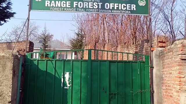 ترال۔ محکمہ جنگلات نے سبز سونے کی بڑی کھیپ کو کیا ضبط