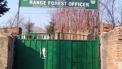 ترال۔ محکمہ جنگلات نے سبز سونے کی بڑی کھیپ کو کیا ضبط