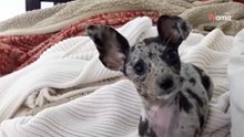 Dieser Welpe macht alle sprachlos: Chihuahua und Dackel mit außergewöhnlichem Nachwuchs