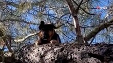 Seltsame Gestalt in einem Baum: Mann traut seinen Augen nicht (Video)