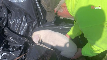 Video. Trovano un sacco pieno di peluche tra i rifiuti: poi capiscono il loro terribile errore