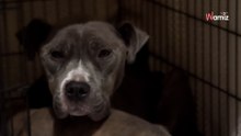 Video. Mamma e cuccioli affamati dormono sotto la pioggia: quando si svegliano, ecco cosa succede