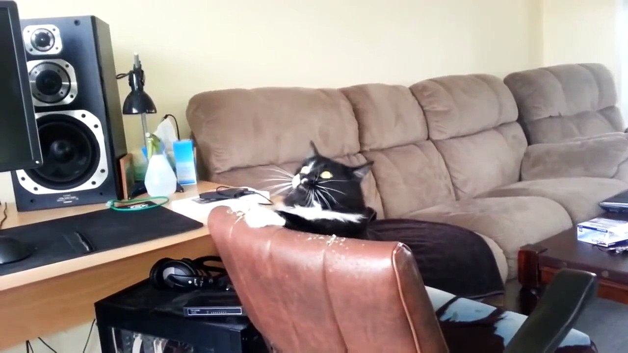 Ce chat a tout simplement du style !