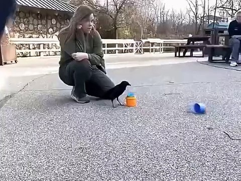 Cet oiseau est une vraie fée du logis !