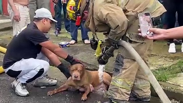 Mujer y perro sufrieron serias quemaduras durante incendio en Desamparados