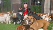 “ I Saved 100 Dogs 🐕❤️ From Dying | MrBeast $100,000 Animal Rescue Challenge ”